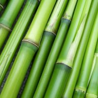 Bambu como ingrediente hidratante