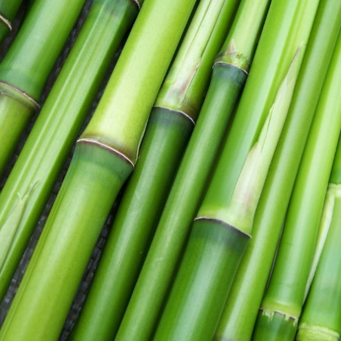 Bambú como ingrediente esencial de la gama Style.Me