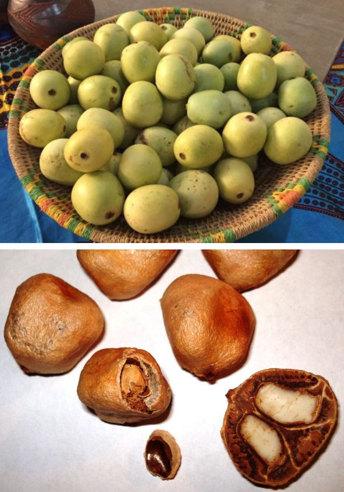Fruta y semilla del árbol Marula, ideal para cosmética Termix