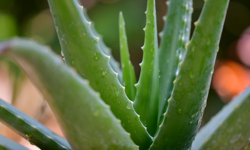 El aloe vera el ingrediente natural ideal contra la caspa del cabello Portada blog horizontal